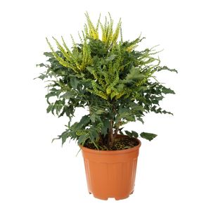 Mahonia Winter Sun Ø27 H80