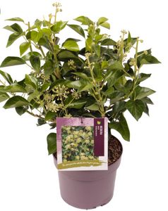 Hedera Helix Arborescens Ø19 H45