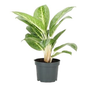 Aglaonema Lemon Mint Ø12 H40
