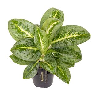 Aglaonema Lemon Mint Ø12 H40