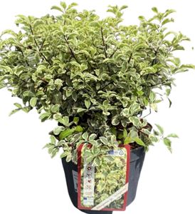 Pittosporum Variegatum Ø19 H40