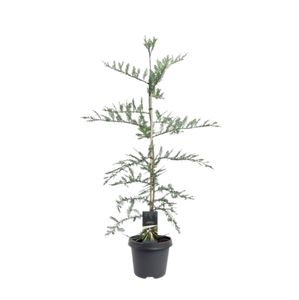 Sequoia sempervirens Ø23 H100