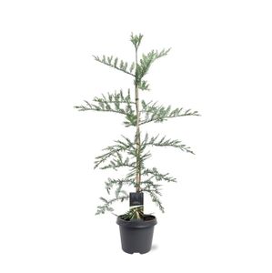 Sequoia sempervirens Ø23 H100