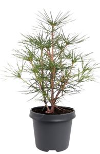 Sciadopitys Verticillata