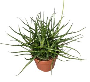 Aloe Bakeri Ø15 H35