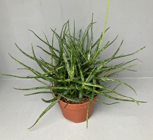 Aloe Bakeri Ø15 H35