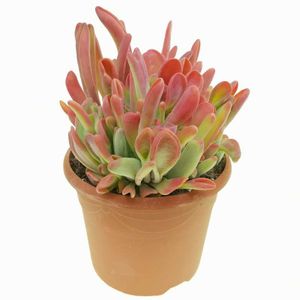 Kalanchoe Oricula Ø17 H35