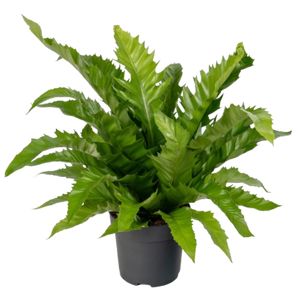 Asplenium Gioia Ø17 H45