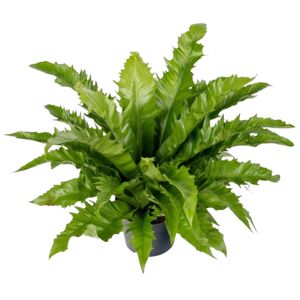 Asplenium Gioia Ø23 H60