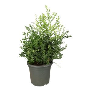 Ruscus Hypoglossum Ø40 H100