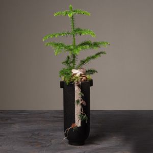 Jul 2026 - nr. 01 - Natur Araucaria i sort potte
