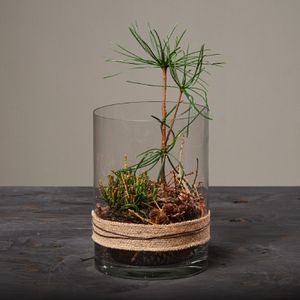 Jul 2026 - nr. 04 - Natur Cylinder m. Sciadopitys