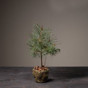 Jul 2026 - nr. 08 - Natur pinus i potte 
