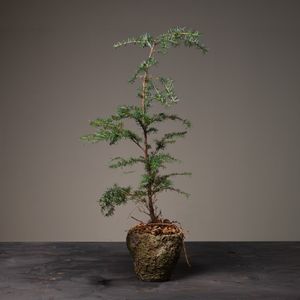 Jul 2026 - nr. 09 - Natur Tsuga i potte