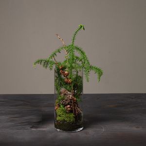 Jul 2026 - nr. 12 - Natur m. araucaria
