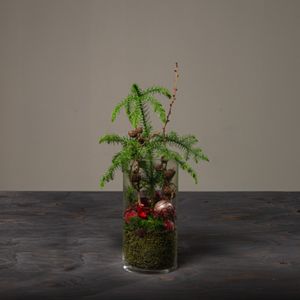 Jul 2026 - nr. 16 - Rød glas m. araucaria