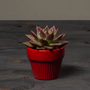 Jul 2026 - nr. 19 - Rød m. echeveria