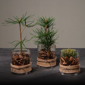 Jul 2026 - nr. 33 - Glassæt med Sciadopitys mv.
