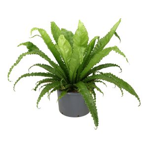 Asplenium Antiqum Ø37 H100