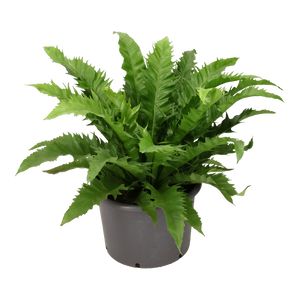 Asplenium Gioia 
