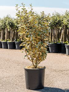 Elaeagnus Ø24 H100