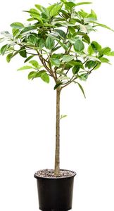 Ficus Benghalensis Altissima Opst. Ø48 H230