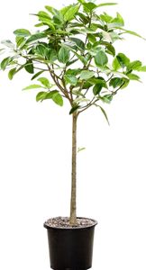 Ficus Benghalensis Altissima Opst. Ø48 H230