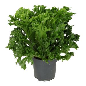 Asplenium Lesly Ø17 H40