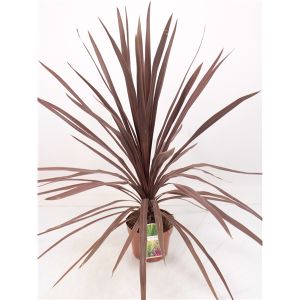 Cordyline Red Star Ø21 H60