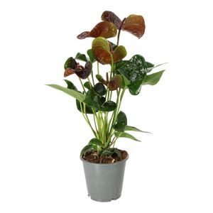 Anthurium Andreanum Bordeaux Ø12 H35