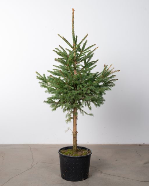 Picea Abies/Rødgran opstammet i pot Ø30 H100/120