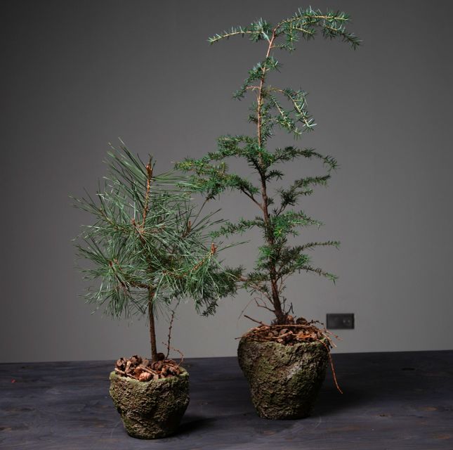 Jul 2026 - nr. 09 - Natur Tsuga i potte