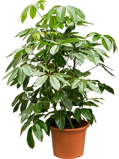 Schefflera Amate