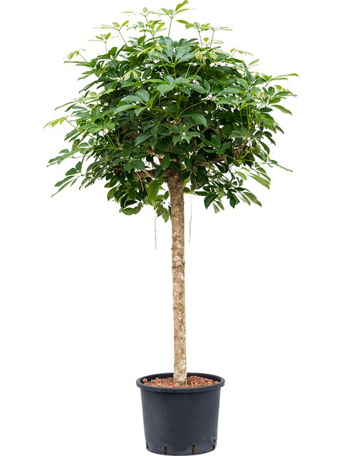 Schefflera Arboricola Compacta Opst.