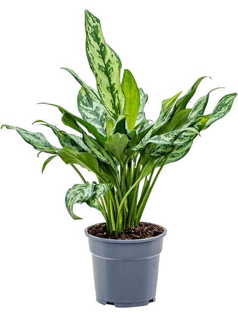 Aglaonema Maria