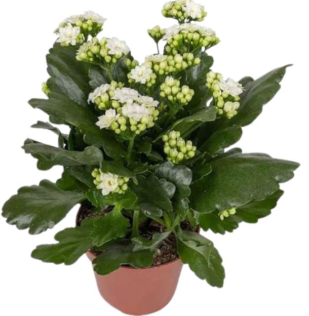 Kalanchoë Hvid