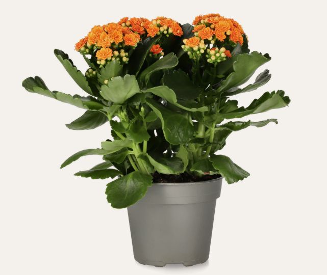 Kalanchoë Orange