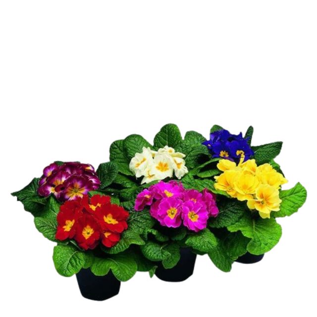 Primula