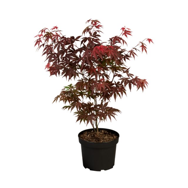 Acer Palmatum Rød