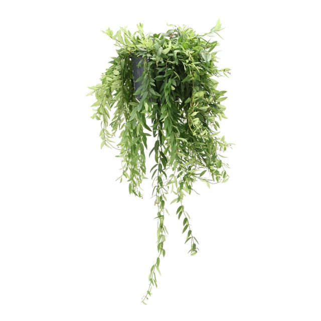 Aeschynanthus Caroline Ampel Ø15