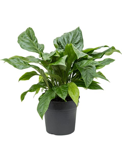 Anthurium Jungle Bush