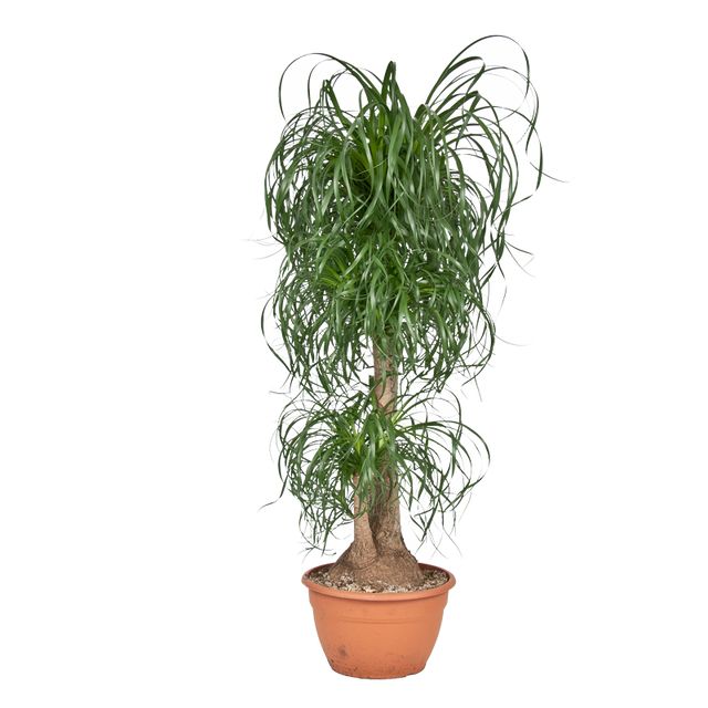 Beaucarnea Recurvata Forgrenet