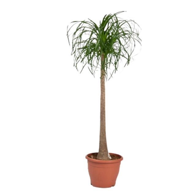 Beaucarnea Recurvata Et-Stam.
