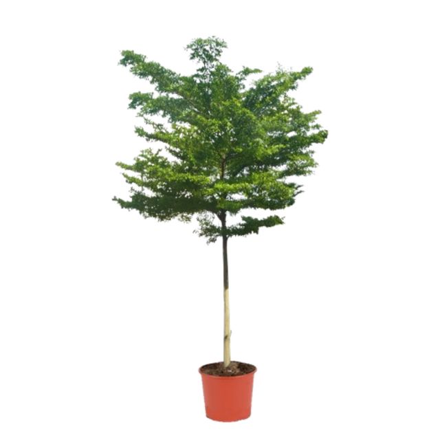 Buchida Buceras 'Sort Oliven' Opst.