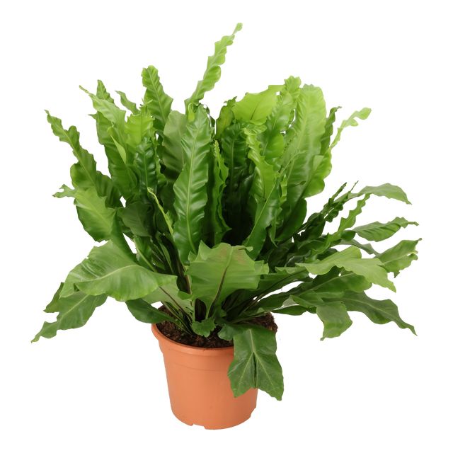Asplenium Nidus