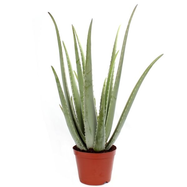 Aloe Vera Ø12 H35