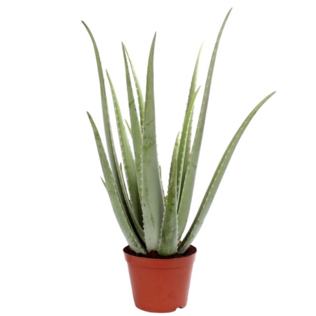 Aloe Vera Ø12 H35