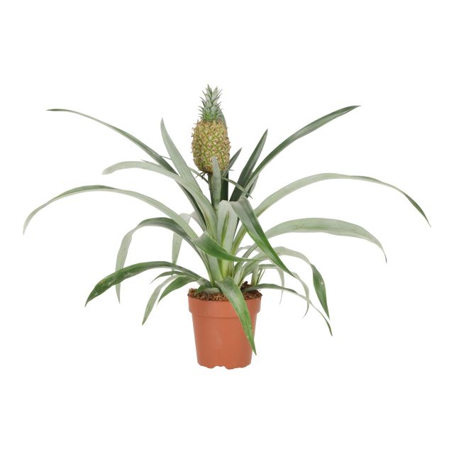 Ananas Comosus Ø12 H35