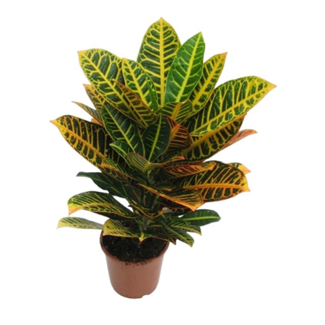 Codiaeum Var. Petra Ø12 H40 