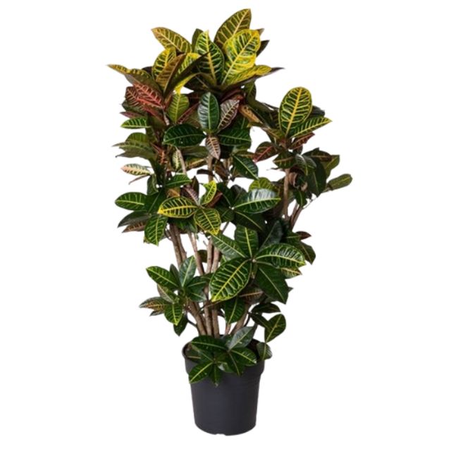 Codiaeum Var. Petra